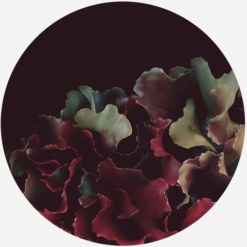 Les algues comestibles du St-Laurent - Raoul et Simone