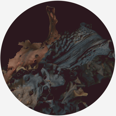 Forêts d'Algues - Raoul et Simone