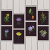 Set of 8 Greeting Cards / Forest - Raoul et Simone