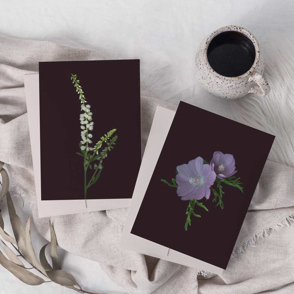 Greeting cards with botanical illustration of White Sweetclover and Musk Mallow.