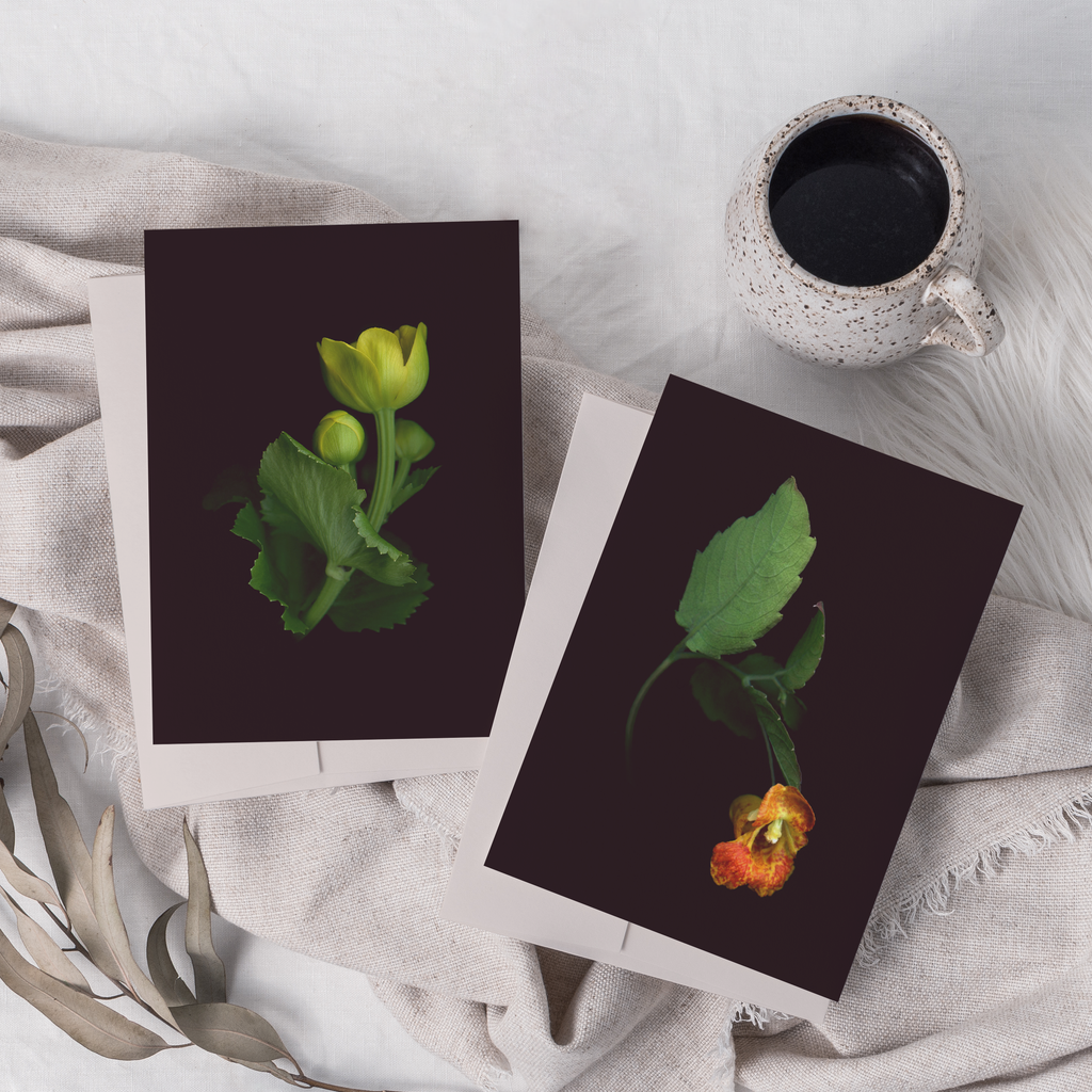 Greeting card with botanical illustration of Marsh Marigold and Orange Jewelweed.