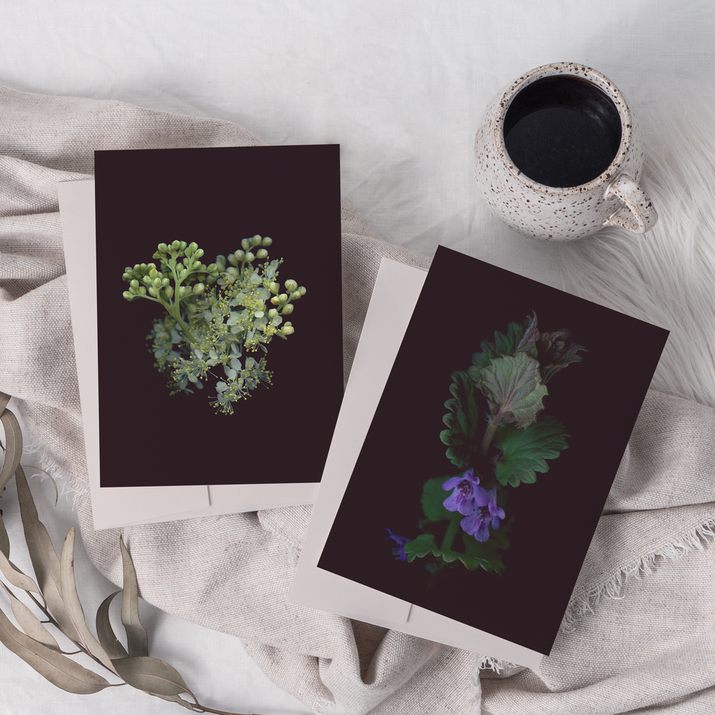 Greeting cards with botanical illustration of Ground Ivy and Meadowsweet.