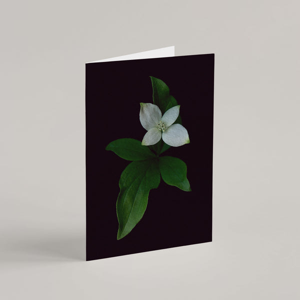 Greeting Card / Canadian Bunchberry - Raoul et Simone