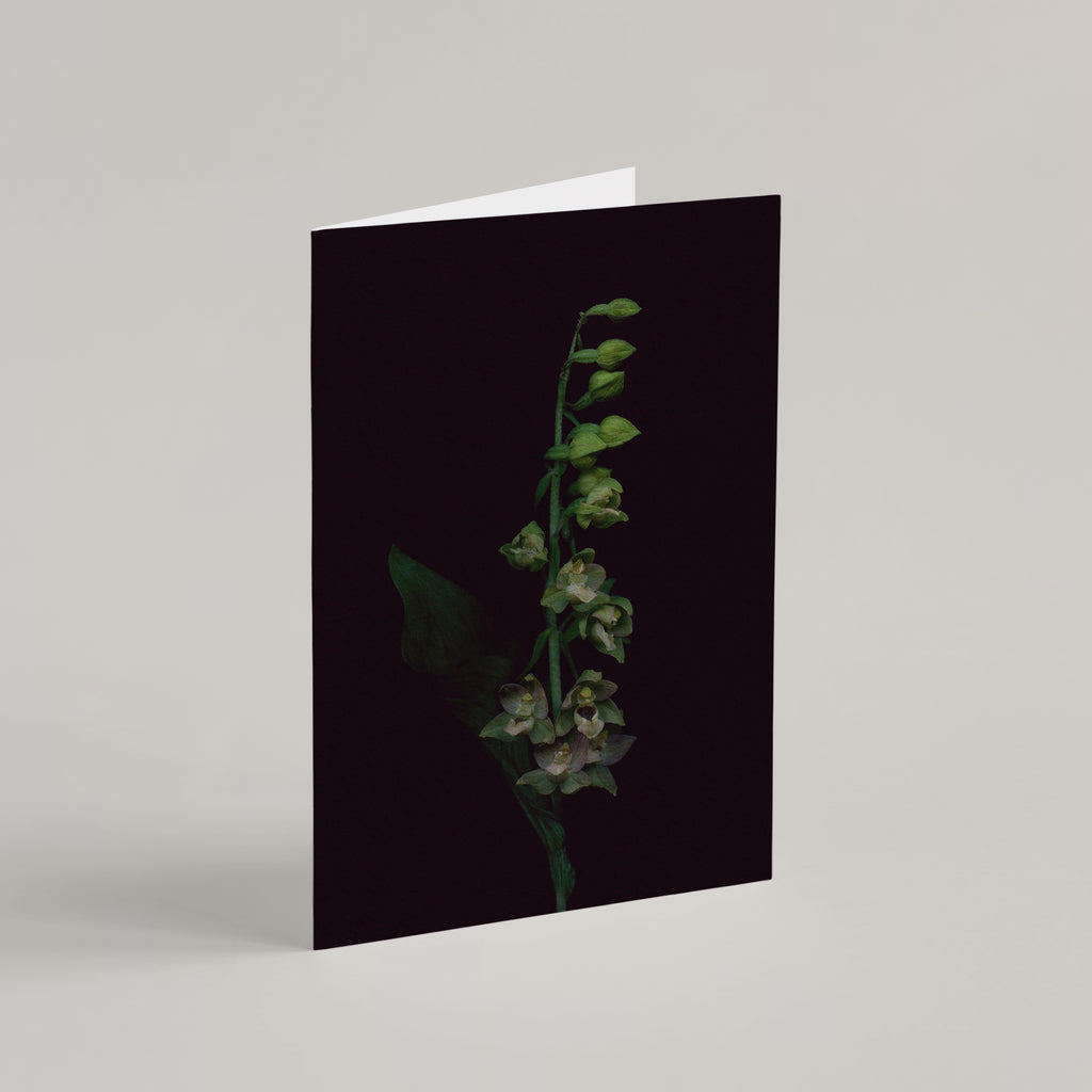 Set of 5 Greeting Cards / Les Mystérieuses - Raoul et Simone