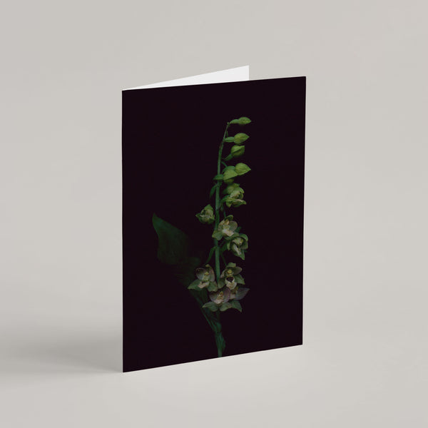 Set of 5 Greeting Cards / Les Mystérieuses - Raoul et Simone