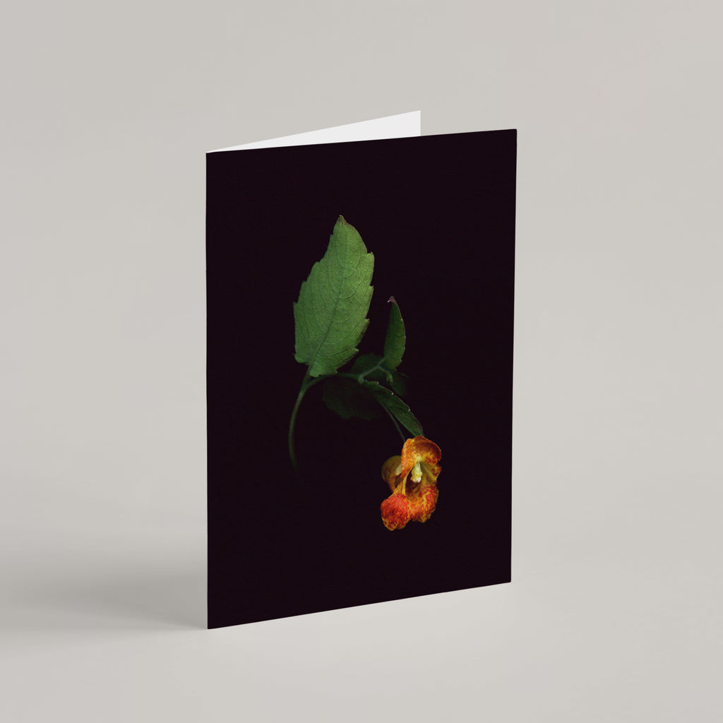 Set of 8 Greeting Cards / Forest - Raoul et Simone