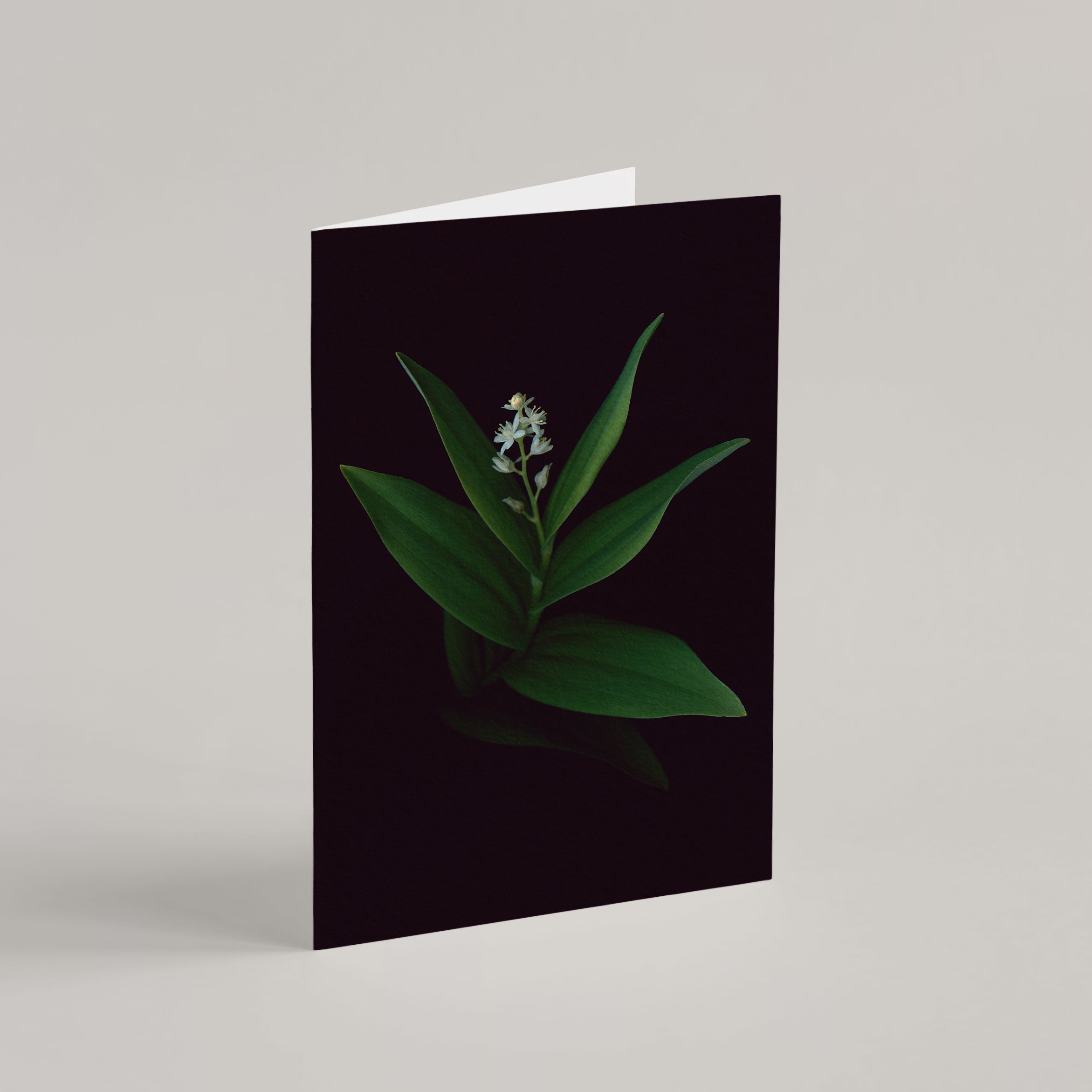 Set of 5 Greeting Cards / Les Blanches - Raoul et Simone