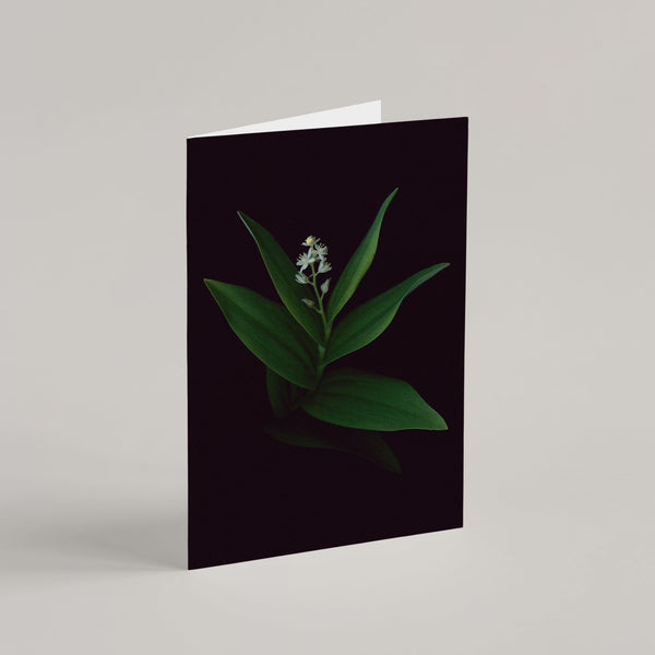 Set of 5 Greeting Cards / Les Blanches - Raoul et Simone