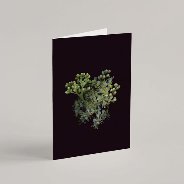 Set of 8 Greeting Cards / Forest - Raoul et Simone
