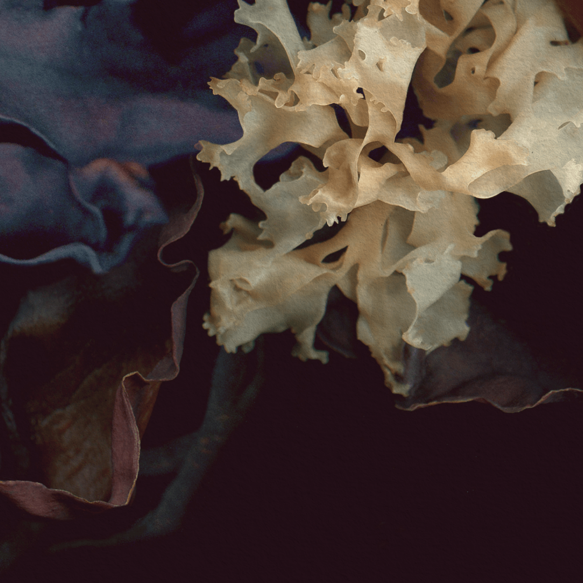 Greeting Card / St. Lawrence Algae Crown – Fragment No.4 - Raoul et Simone