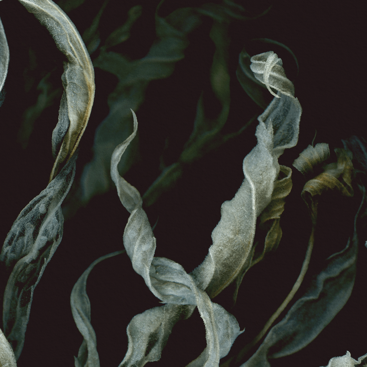 Greeting Card / Fantôme - Raoul et Simone