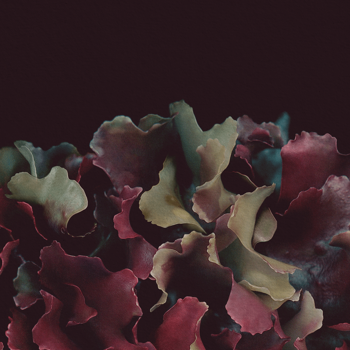 Greeting Card / Irish Moss - La Rouge - Raoul et Simone