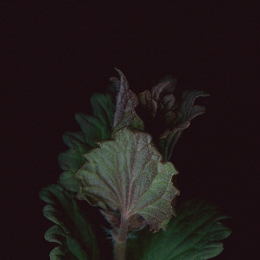 Botanical illustration of Ground Ivy, purple flower from the Boreal Seasons collection.