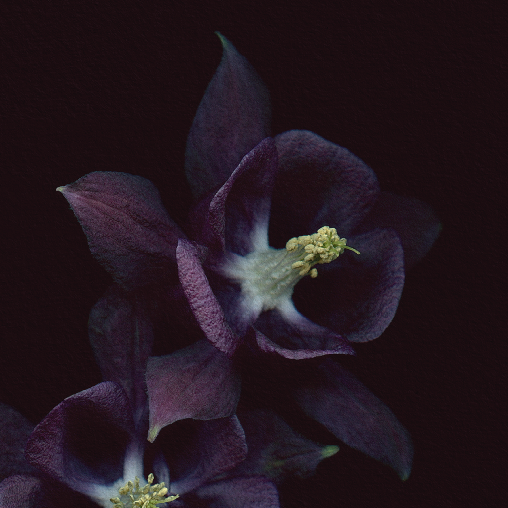 Botanical illustration of Common Columbine, purple flower from the Boreal Seasons collection.