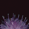 Botanical illustration of Common Knapweed, purple flower from the Boreal Seasons collection.