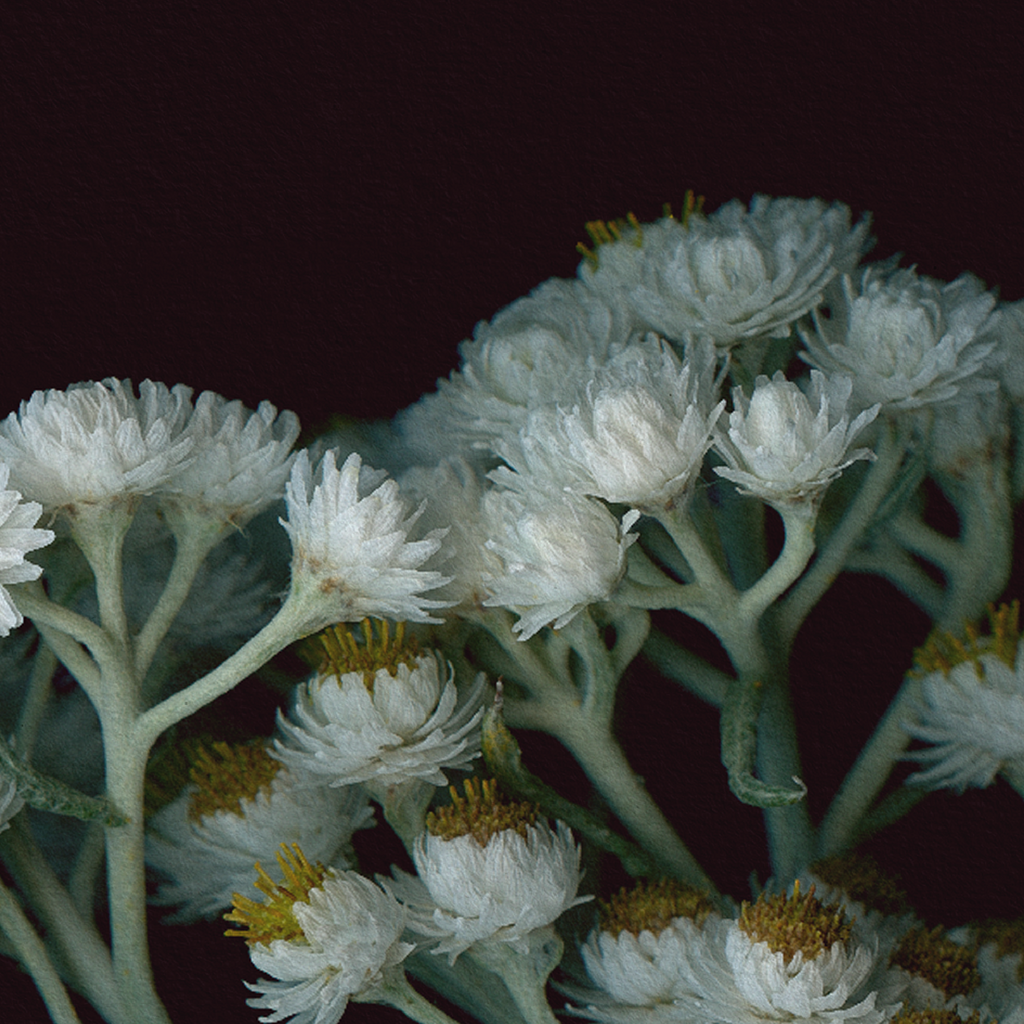 Botanical illustration of Pearly Everlasting, white flower from the Boreal Seasons collection.