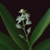 Botanical illustration of Canada Mayflower, white flower from the Boreal Seasons collection.