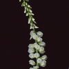 Botanical illustration of White Sweetclover, flower from the Boreal Seasons collection.