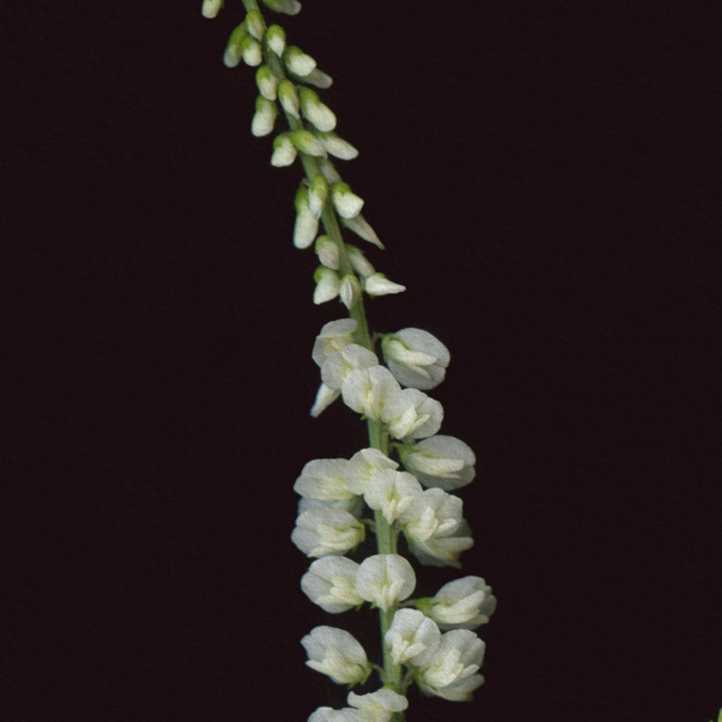 Botanical illustration of White Sweetclover, flower from the Boreal Seasons collection.