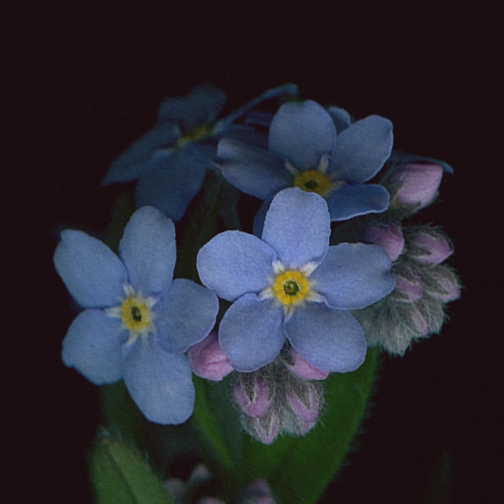 Botanical illustration of Woodland Forget-me-not, blue, purple and pink flowers from the Boreal Seasons collection.