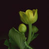 Botanical illustration of Marsh Marigold, yellow flower from the Boreal Seasons collection.