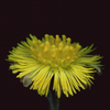 Botanical illustration of Coltsfoot yellow flower from the Boreal Seasons collection.