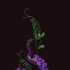 Botanical illustration of Tufted Vetch, purple flower from the Boreal Seasons collection.