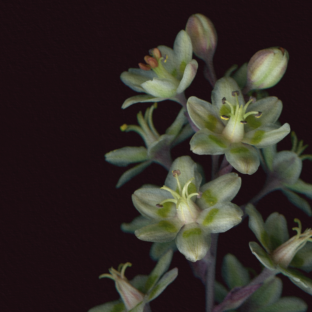 Botanical illustration of Mountain Deathcamas, white flower from the Boreal Seasons collection.