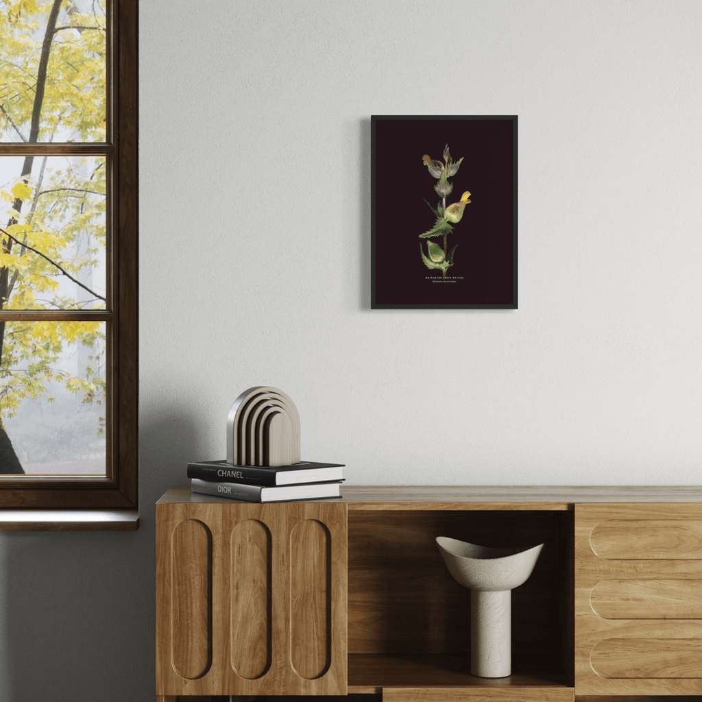 Yellow Rattle (Rhinanthus alectorolophus) - Raoul et Simone