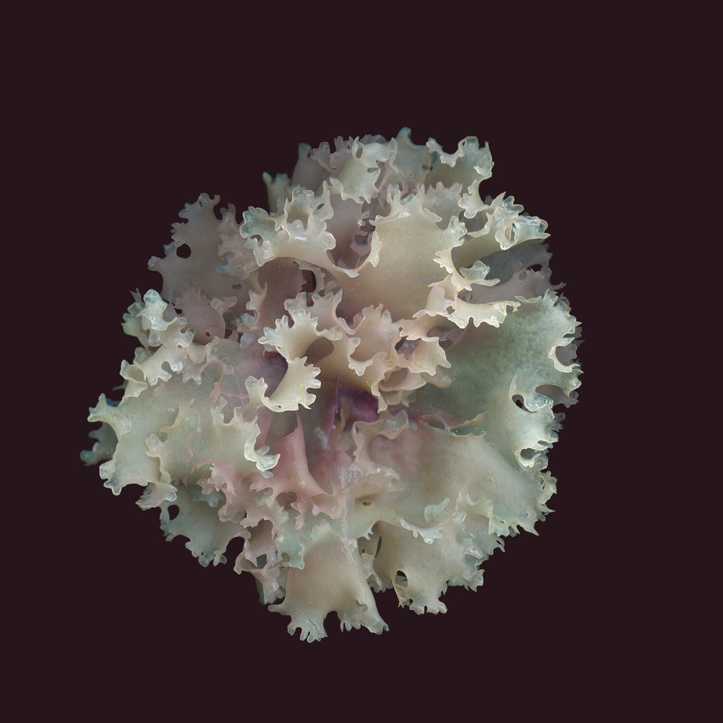 Irish Moss — La Blanche 7 / Edition 5 of 10 - Raoul et Simone