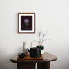 Red Clover (Trifolium pratense) - Raoul et Simone