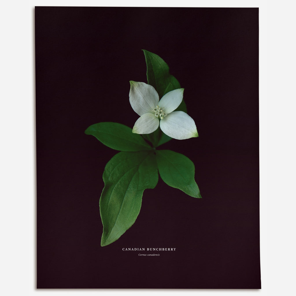 Canadian Bunchberry (Cornus canadensis) - Raoul et Simone