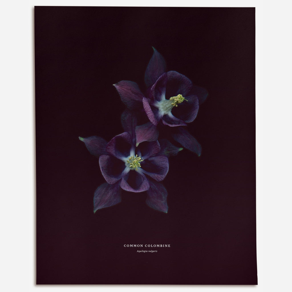 Common Columbine (Aquilegia vulgaris) - Raoul et Simone