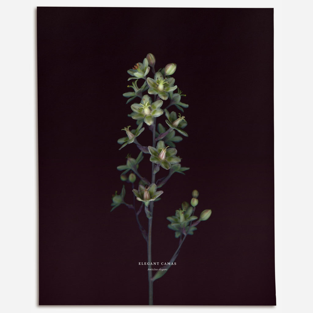 Elegant Camas (Glaucous zigadenus) - Raoul et Simone