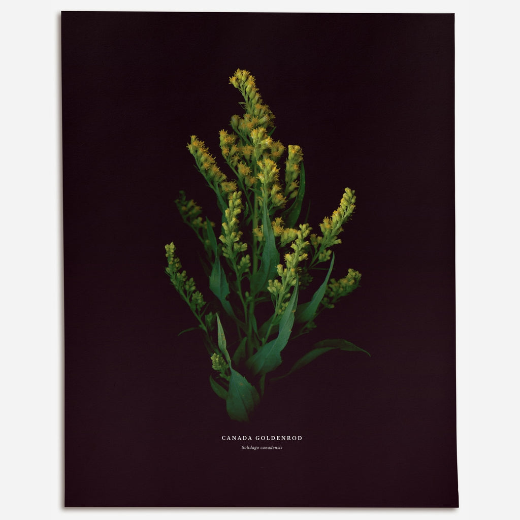 Canada Goldenrod (Solidago canadensis) - Raoul et Simone
