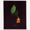 Jewelweed (Impatiens capensis) - Raoul et Simone