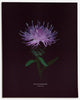Black Knapweed – No.1 (Centaurea nigra) - Raoul et Simone