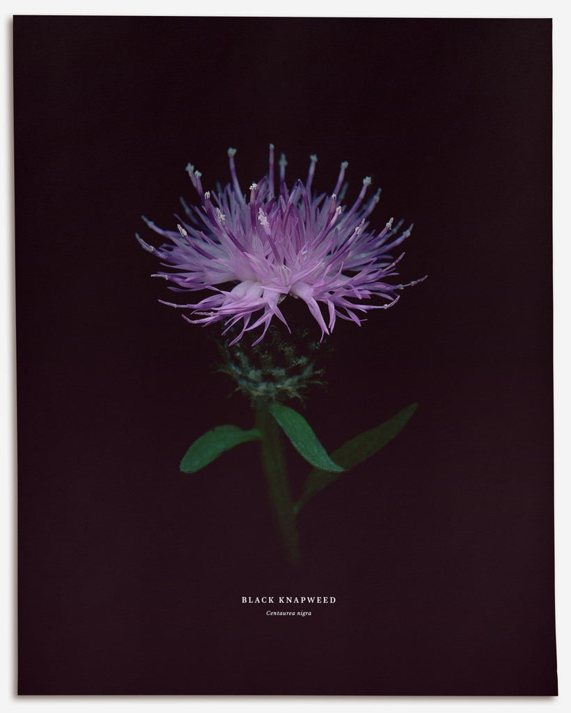 Black Knapweed – No.1 (Centaurea nigra) - Raoul et Simone