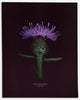Black Knapweed – No.2 (Centaurea nigra) - Raoul et Simone