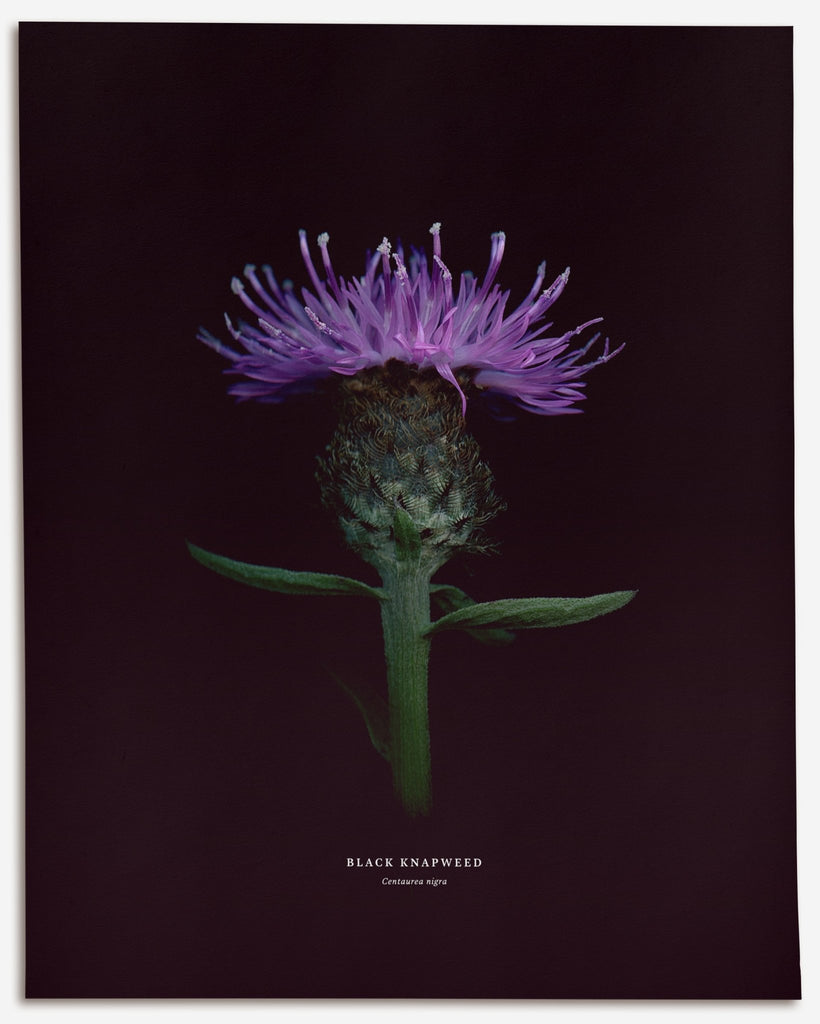 Black Knapweed – No.2 (Centaurea nigra) - Raoul et Simone