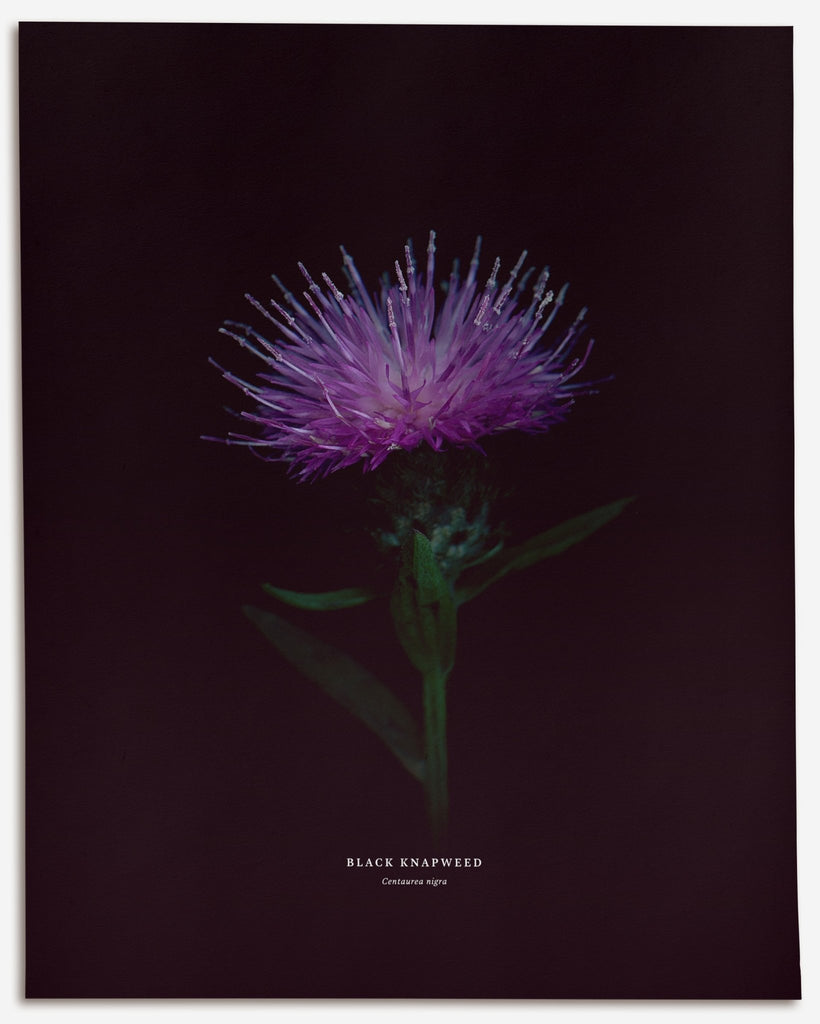 Black Knapweed – No.3 (Centaurea nigra) - Raoul et Simone