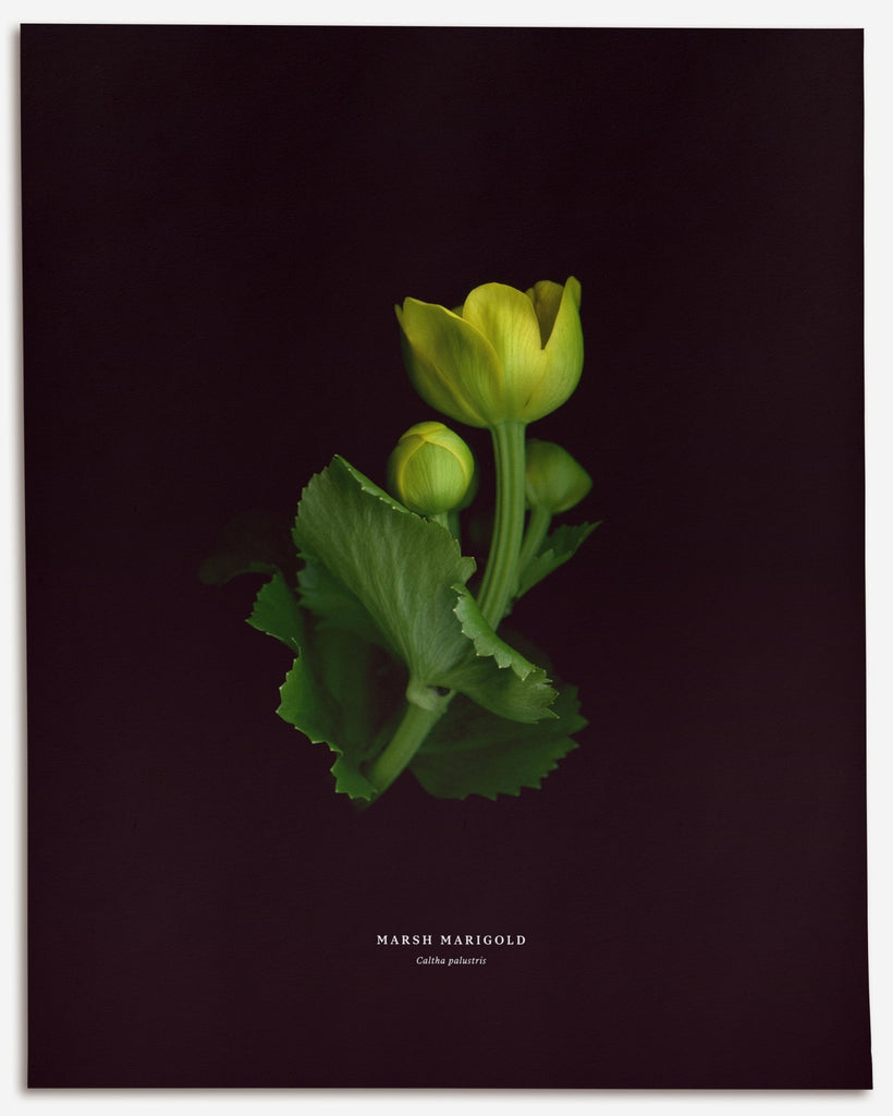 Marsh Marigold - No.1 (Caltha palustris) - Raoul et Simone