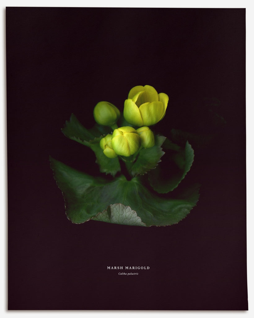 Marsh Marigold - No.3 (Caltha palustris) - Raoul et Simone