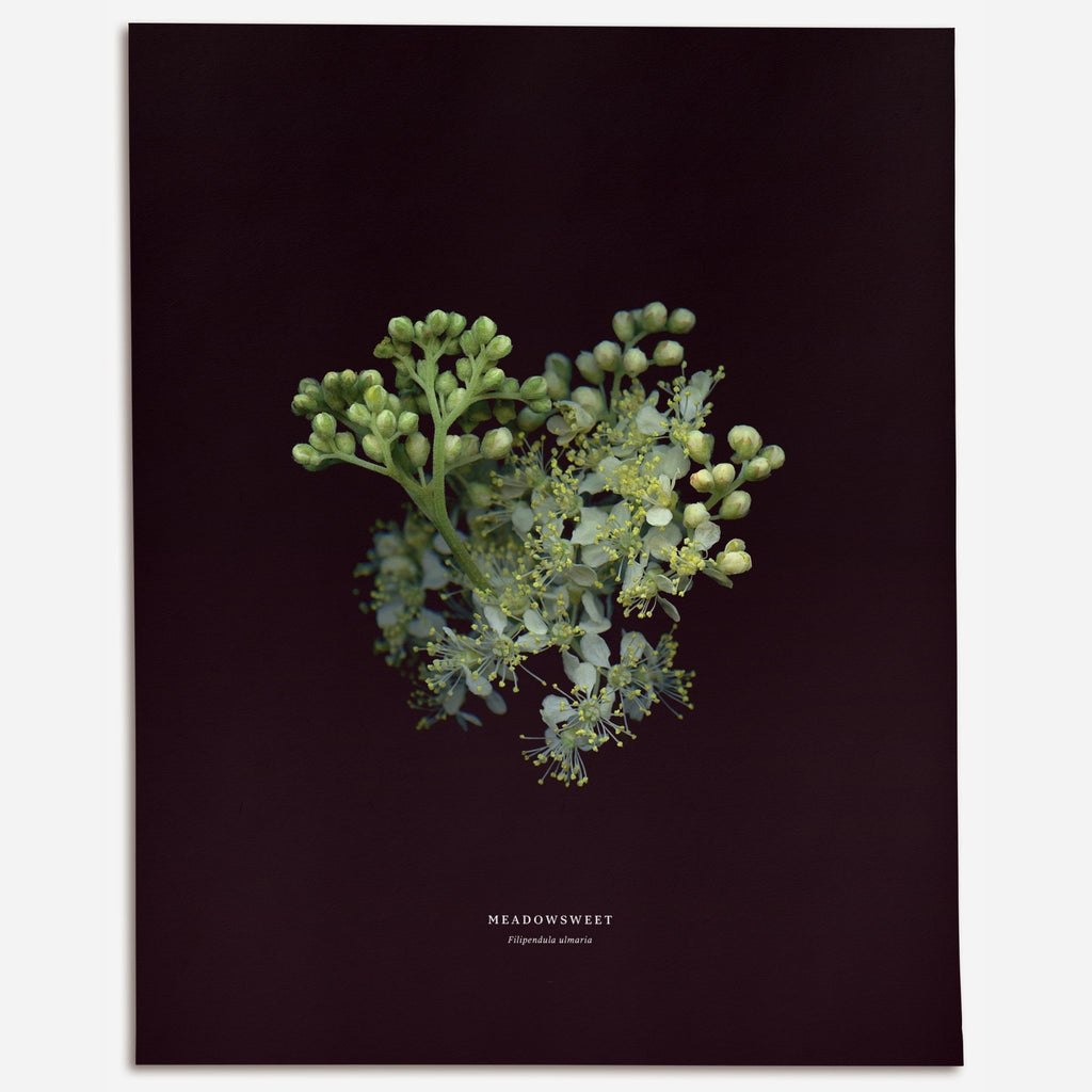 Meadowsweet (Filipendula ulmaria) - Raoul et Simone
