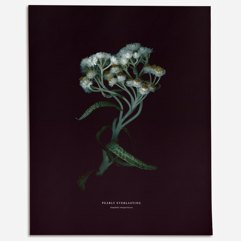 Pearly Everlasting (Anaphalis margaritacea) - Raoul et Simone