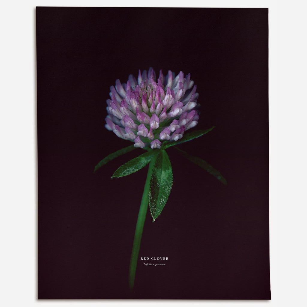Red Clover (Trifolium pratense) - Raoul et Simone