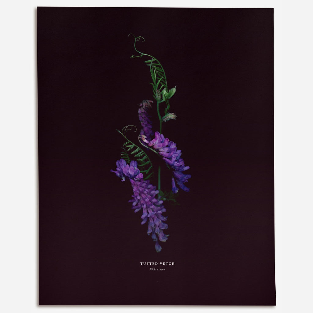 Tufted Vetch (Vicia cracca) - Raoul et Simone