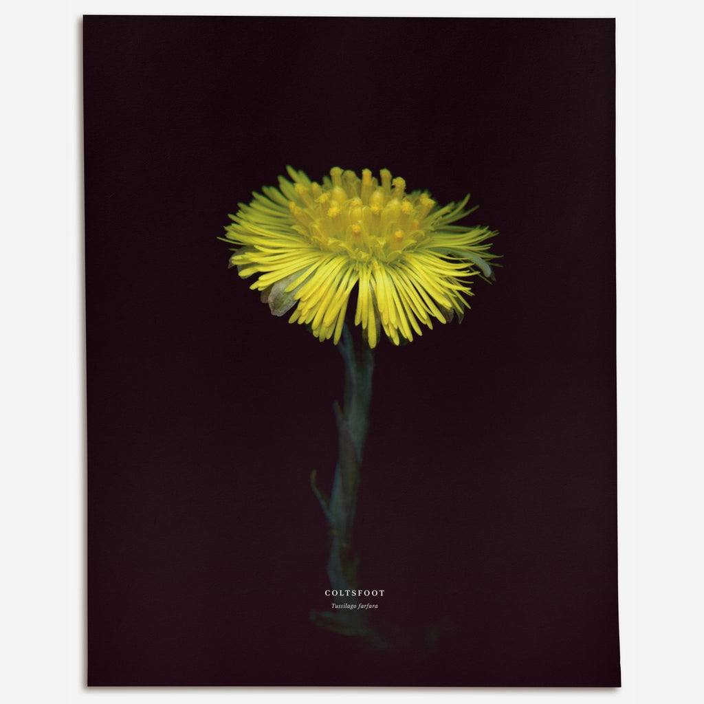 Coltsfoot (Tussilago farfara) - Raoul et Simone