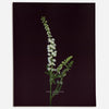 White Sweetclover (Melilotus albus) - Raoul et Simone