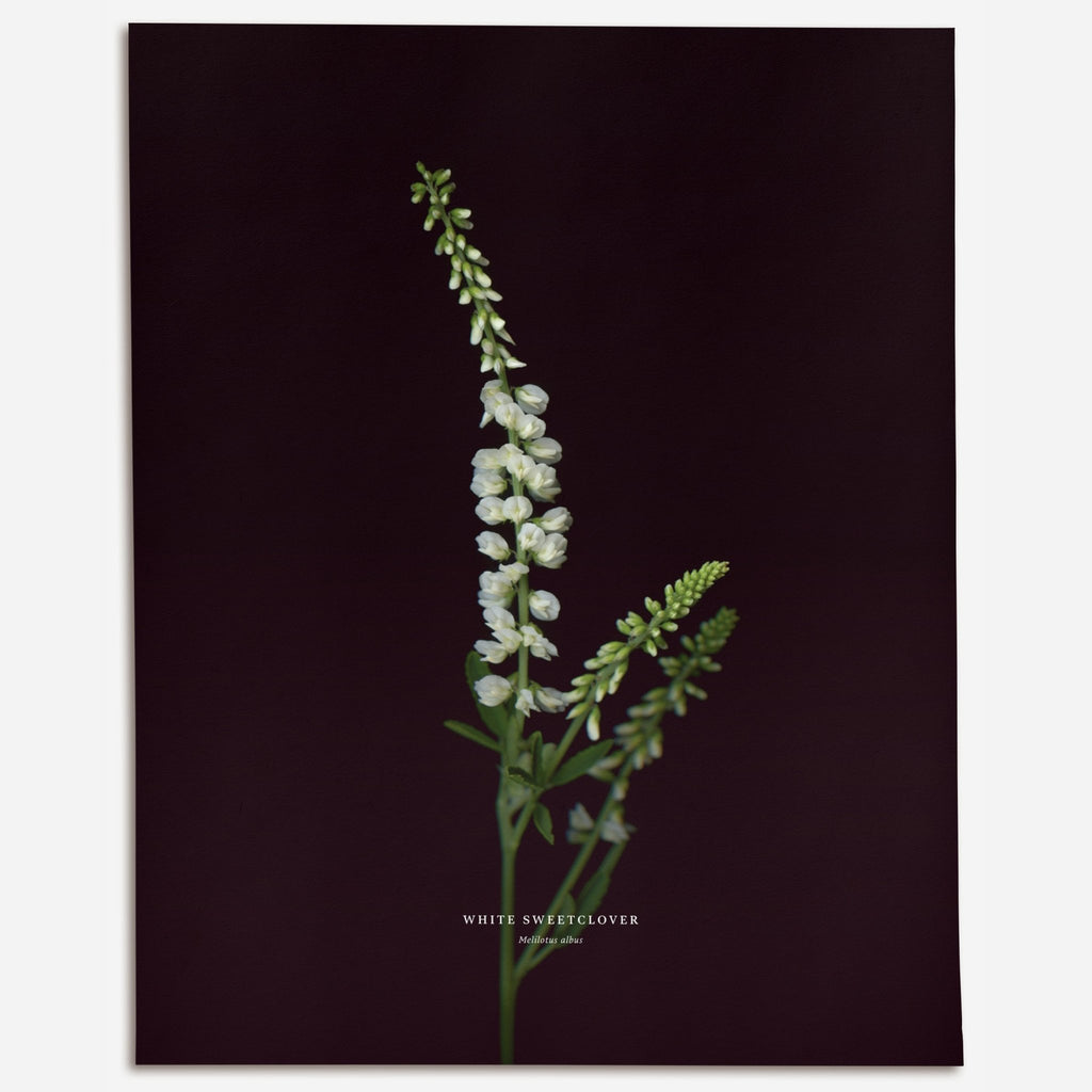 White Sweetclover (Melilotus albus) - Raoul et Simone